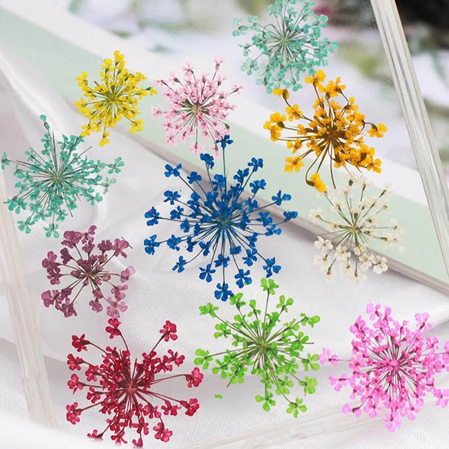 Dried Flower Bookmark - 60 pièces pressées séchées 20-25mm Ammi