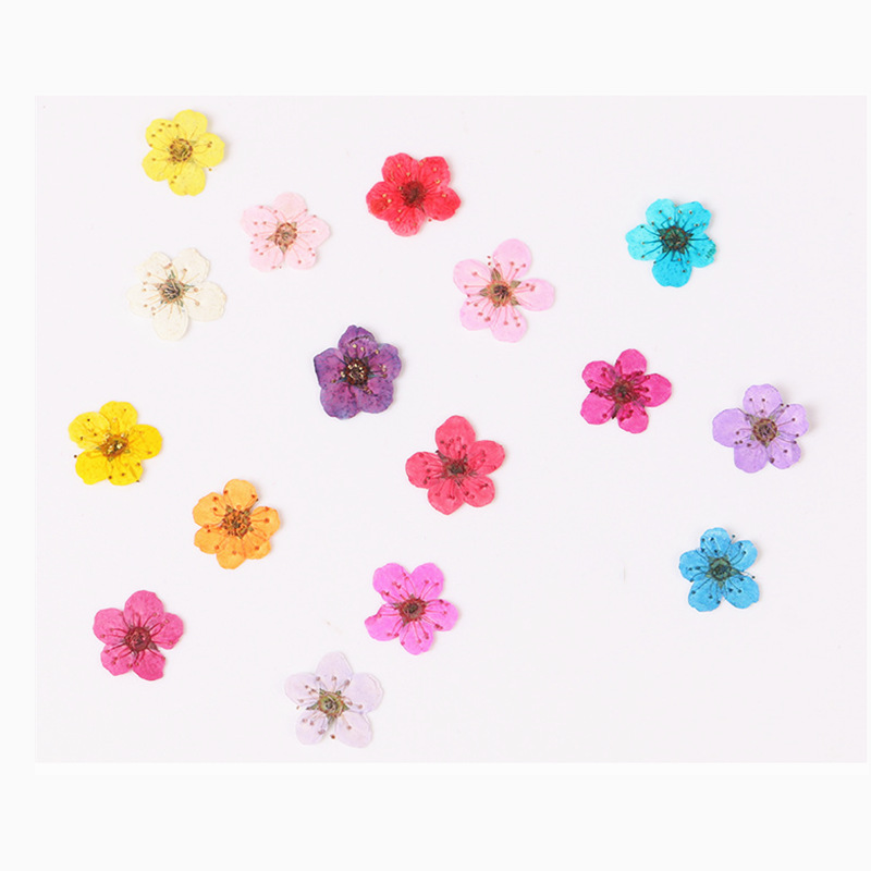 Dried Flower Bookmark - 60 pièces Mini pressé séché Narcisse