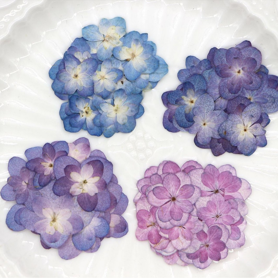 Dried Flower Bookmark - 60 mini-hortensias séchés à double fleur,