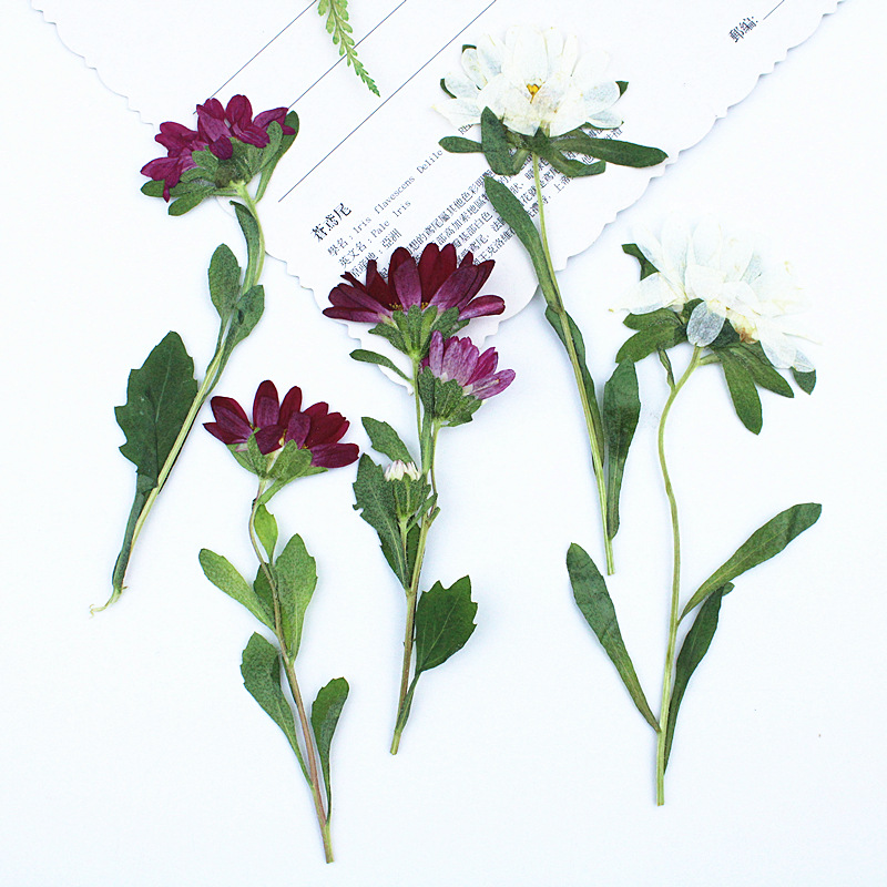 Dried Flower Bookmark - 24 pièces, mini chrysanthèmes pressés et