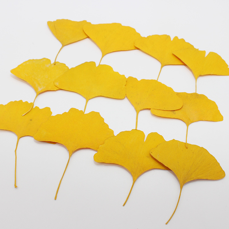 Dried Flower Bookmark - 60 feuilles de Ginkgo Biloba pressées