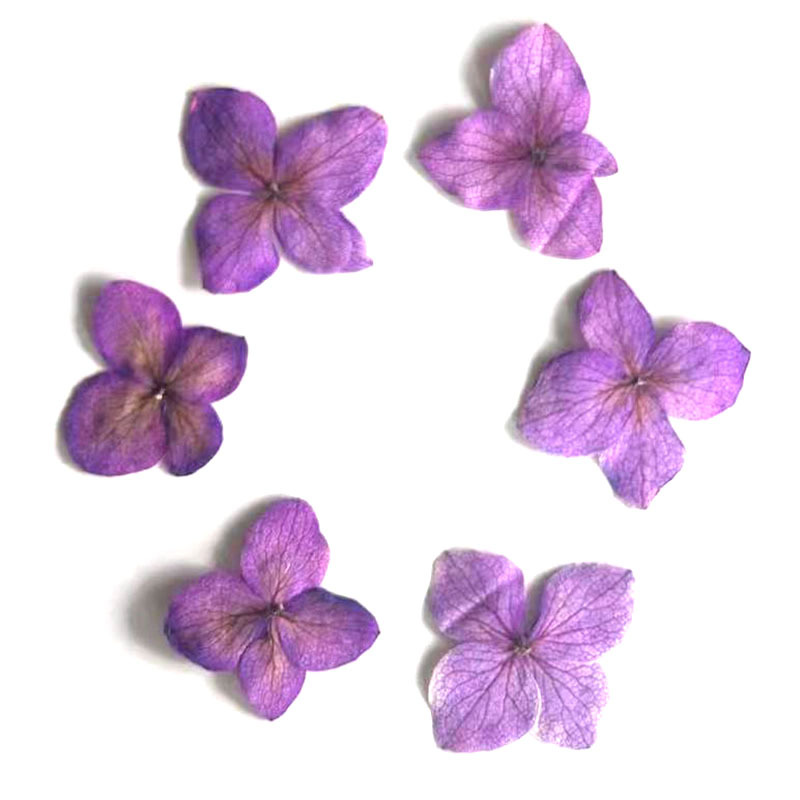 60 pièces de fleurs d'hortensi - Dried Flower Bookmark avis et prix