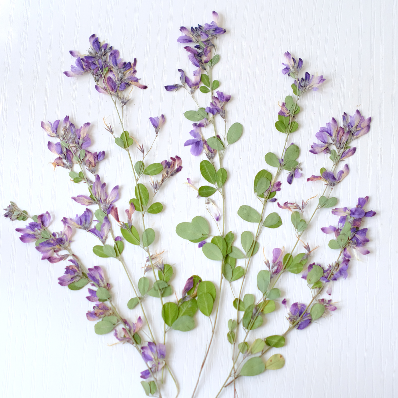 6 pièces, fleurs séchées press - Dried Flower Bookmark avis et prix