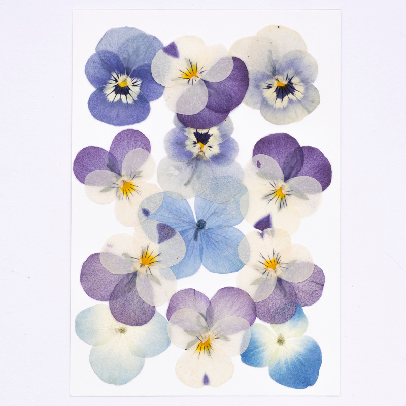 12 pièces, véritables fleurs s - Dried Flower Bookmark avis et prix