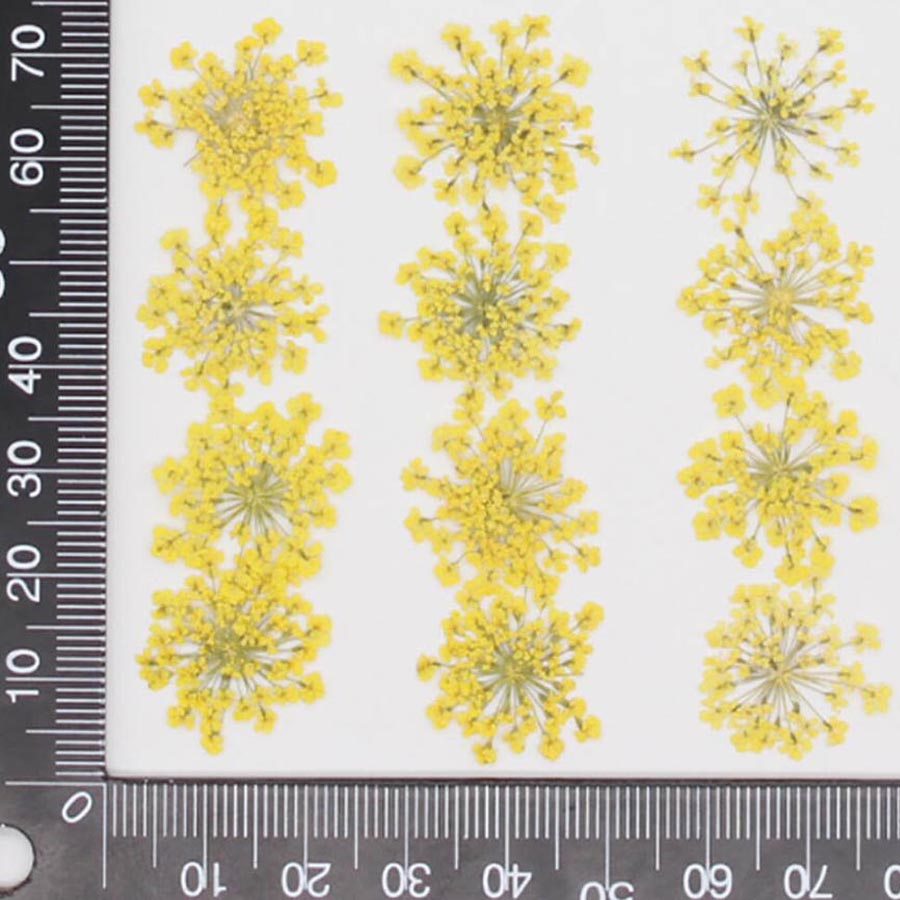 Fleurs séchées Ammi Majus, pla - Dried Flower Bookmark avis et prix