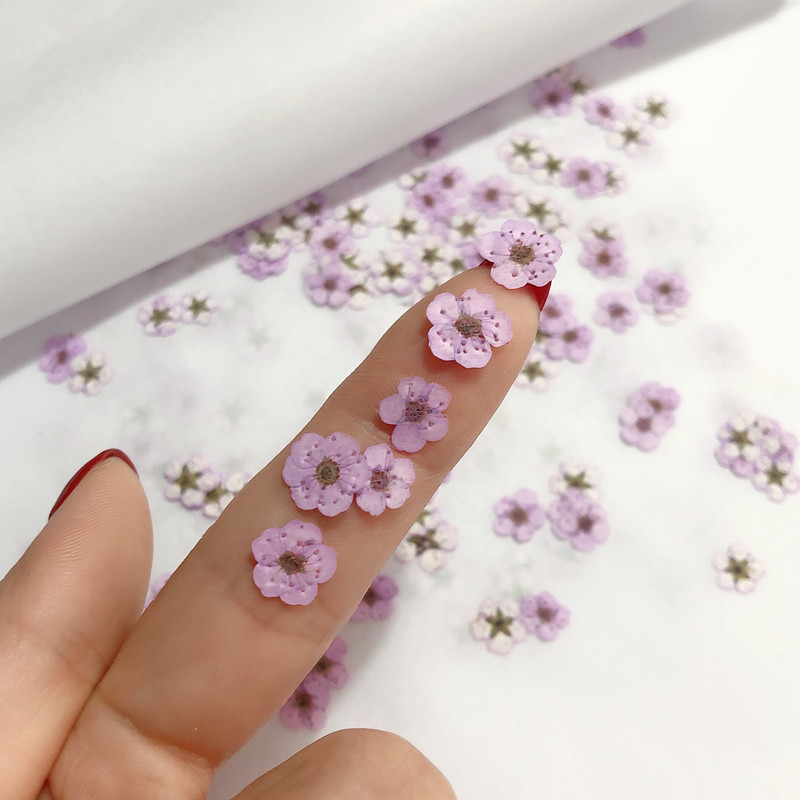 60 pièces Mini pressé séché Na - Dried Flower Bookmark avis et prix