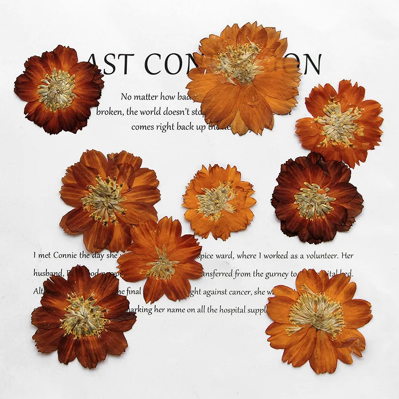 12 pièces/3-5 cm, chrysanthème - Dried Flower Bookmark avis et prix