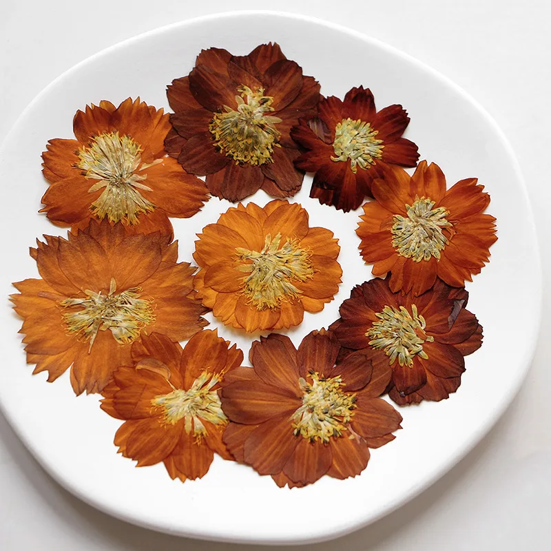 12 pièces/3-5 cm, chrysanthème - Dried Flower Bookmark avis et prix