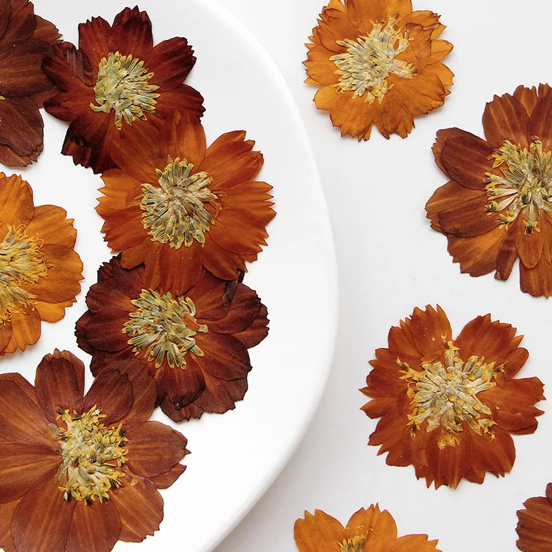 12 pièces/3-5 cm, chrysanthème - Dried Flower Bookmark avis et prix