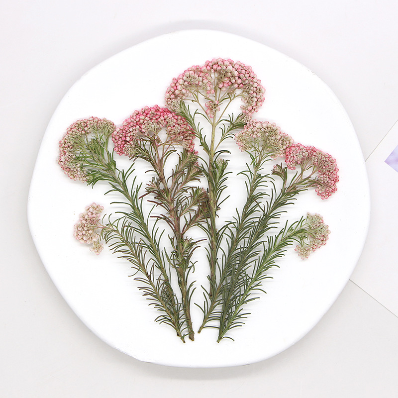 12 pièces, Branches de fleurs  - Dried Flower Bookmark avis et prix