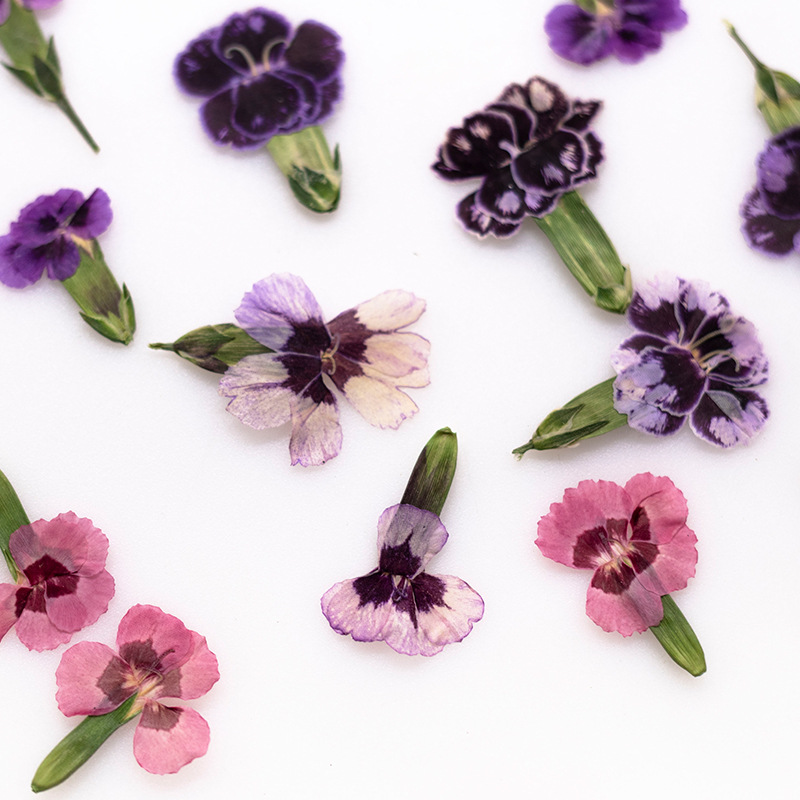 24 pièces, Fleurs de Dianthus  - Dried Flower Bookmark avis et prix