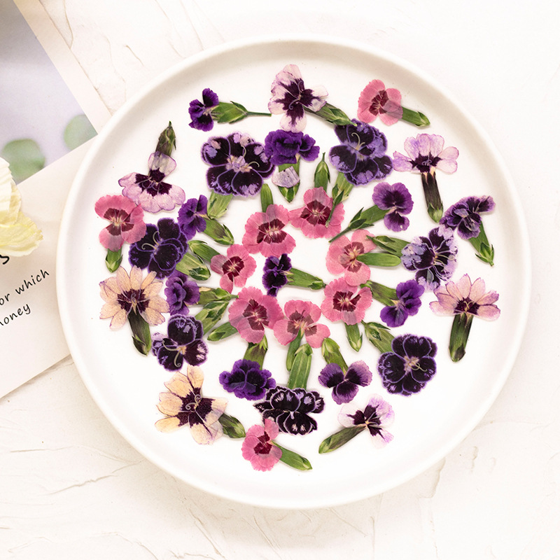 24 pièces, Fleurs de Dianthus  - Dried Flower Bookmark avis et prix