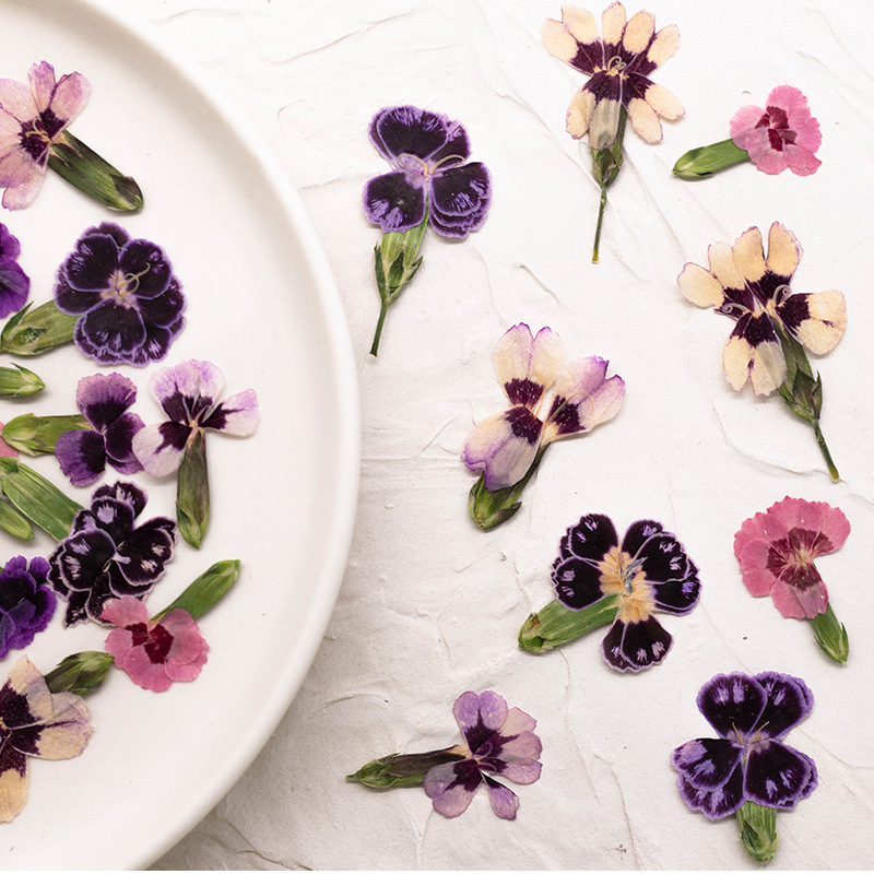 24 pièces, Fleurs de Dianthus  - Dried Flower Bookmark avis et prix