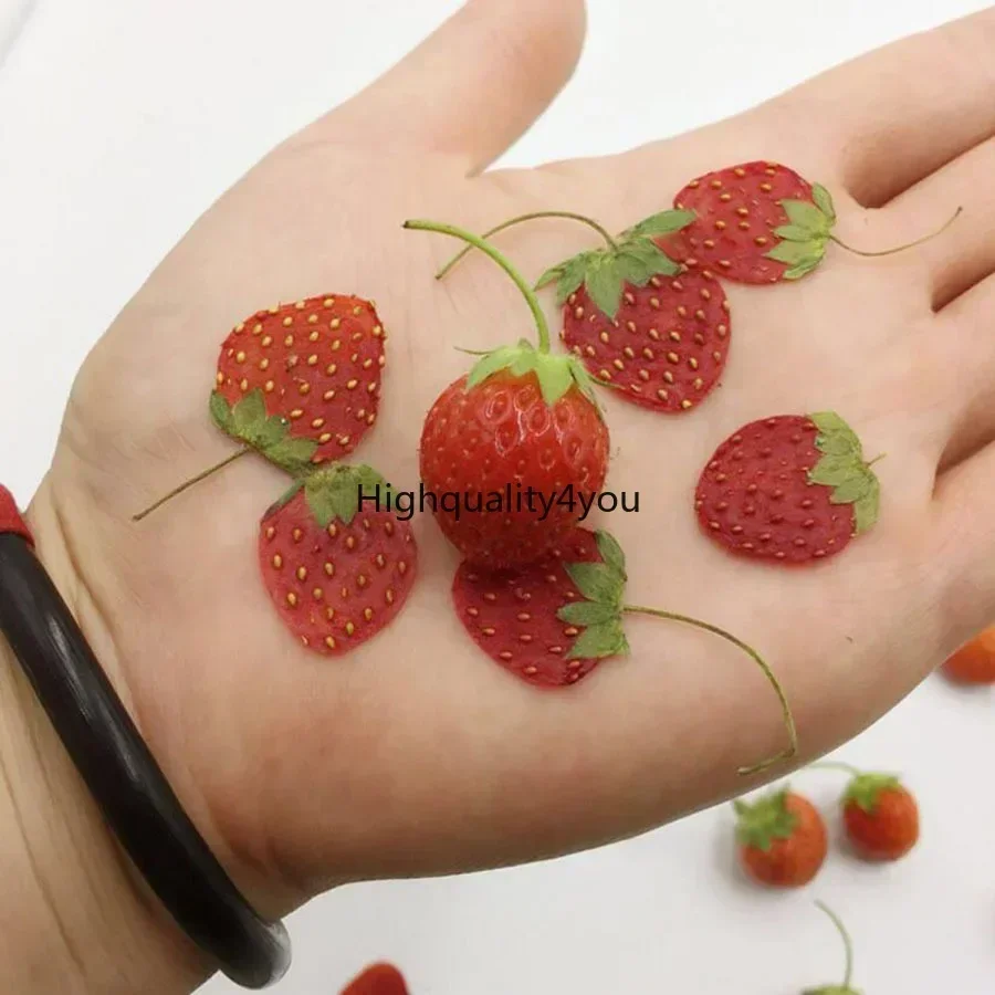 Mini fruits séchés PMurcia Har - Dried Flower Bookmark avis et prix