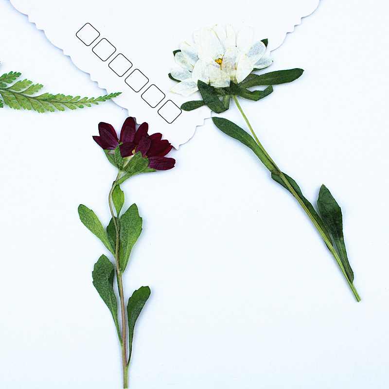24 pièces, mini chrysanthèmes  - Dried Flower Bookmark avis et prix