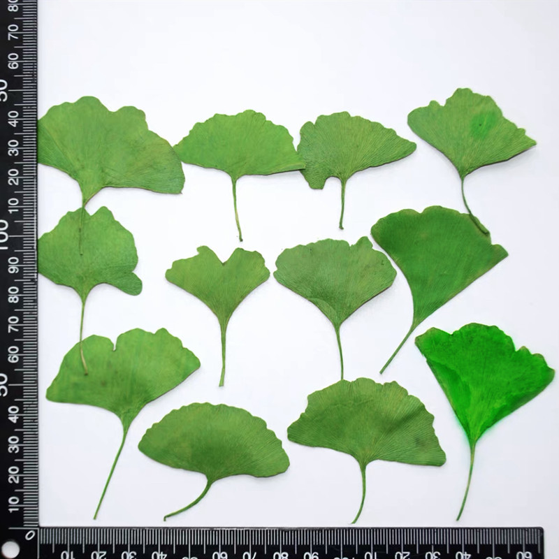 60 feuilles de Ginkgo Biloba p - Dried Flower Bookmark avis et prix
