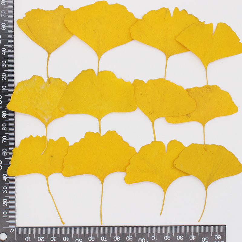 60 feuilles de Ginkgo Biloba p - Dried Flower Bookmark avis et prix